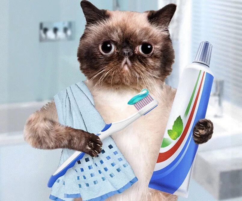 Котам надо чистить зубы