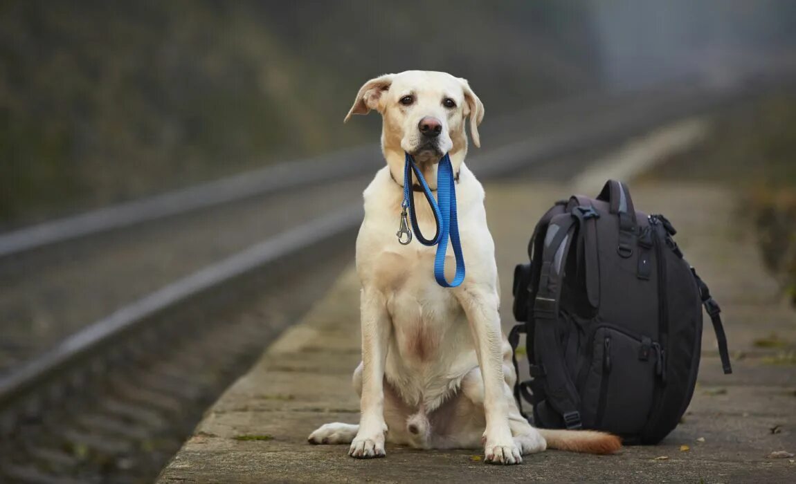 My best pet. Путешествие с собакой. Собака с чемоданом. Собака ждет. Собака путешествует.