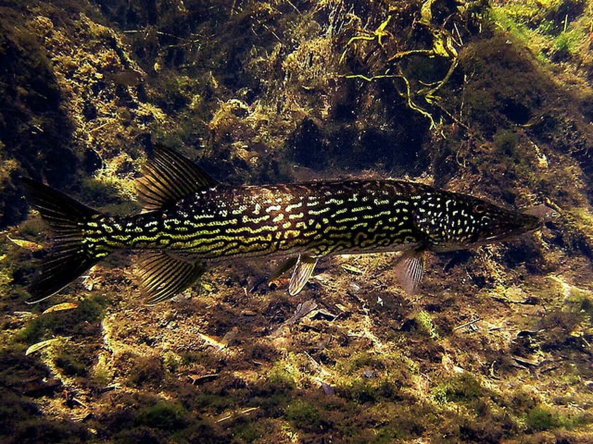 Болотные рыбы. Щука Esox Lucius. Обыкновенная щука (Esox Lucius). Амурская леопардовая щука. Амурская тигровая щука.