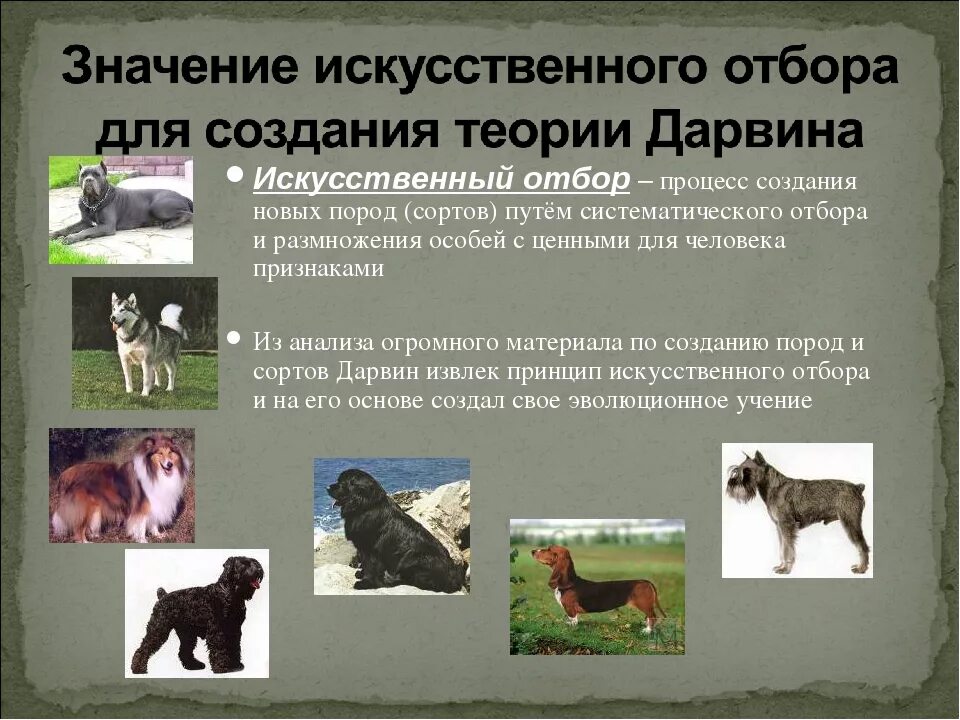 Какое разведение собак чистопородное или скрещивание обычно. Породы искусственного отбора. ценные породы животных. породы собак выведенные человеком. искусственный отбор примеры животных.
