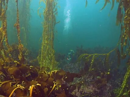 На больших глубинах обитают какие водоросли