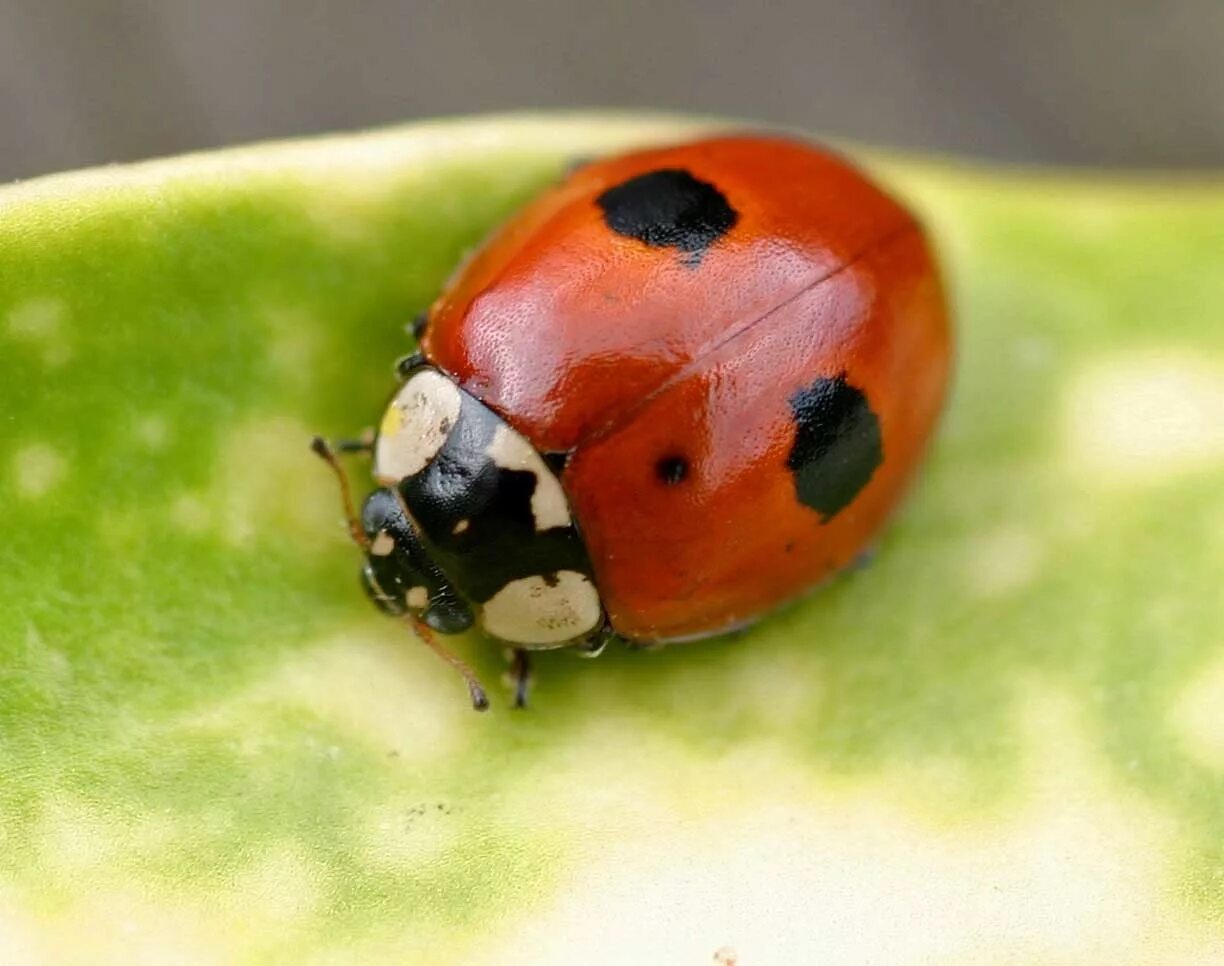 Двухточечная Божья коровка. Божьей коровки Adalia bipunctata. Божья коровка двухточечная черная. Двух тотечна Божья коровка. Божья коровка имеет