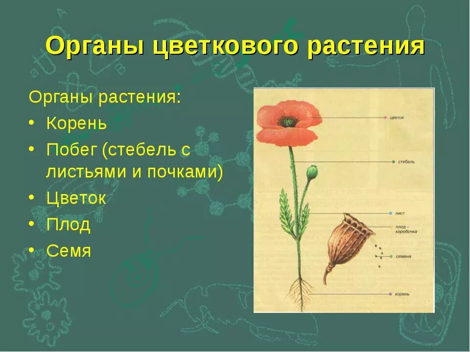 Внешнее строение цветкового. Биология 6 класс тема органы цветковых растений. строение органов растения: корень, стебель, лист, цветок, плод. органы цветкового растения 5 класс биология. органы цветкового растения цветок плод лист корень.