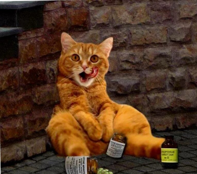 Можно котам валерьянку