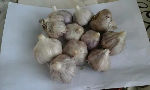 Чеснок скиф описание сорта