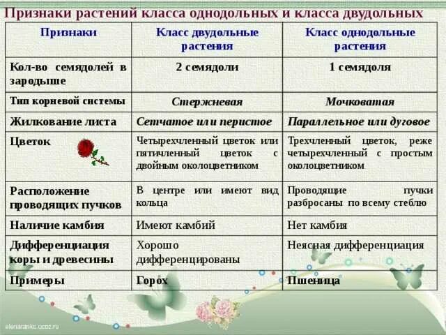 Покрытосеменные представители таблица. Признаки однодольных и двудольных растений таблица. Признаки однодольных и двудольных растений таблица 6. Признаки классов однодольных и двудольных растений таблица. Признаки однодолбных и двудольные растений.