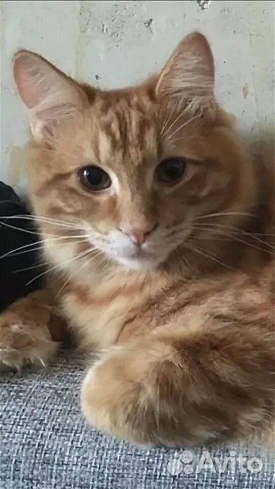 Рыжий кот пермь. Кот хвост помпон.