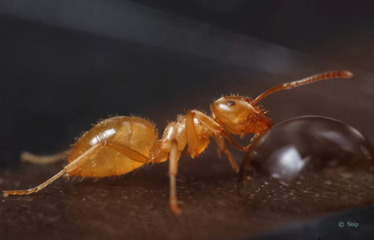 Маленькие желтые муравьи. Муравьи lasius flavus. Anoplolepis gracilipes. Муравьи lasius flavus. Лазиус флавус.