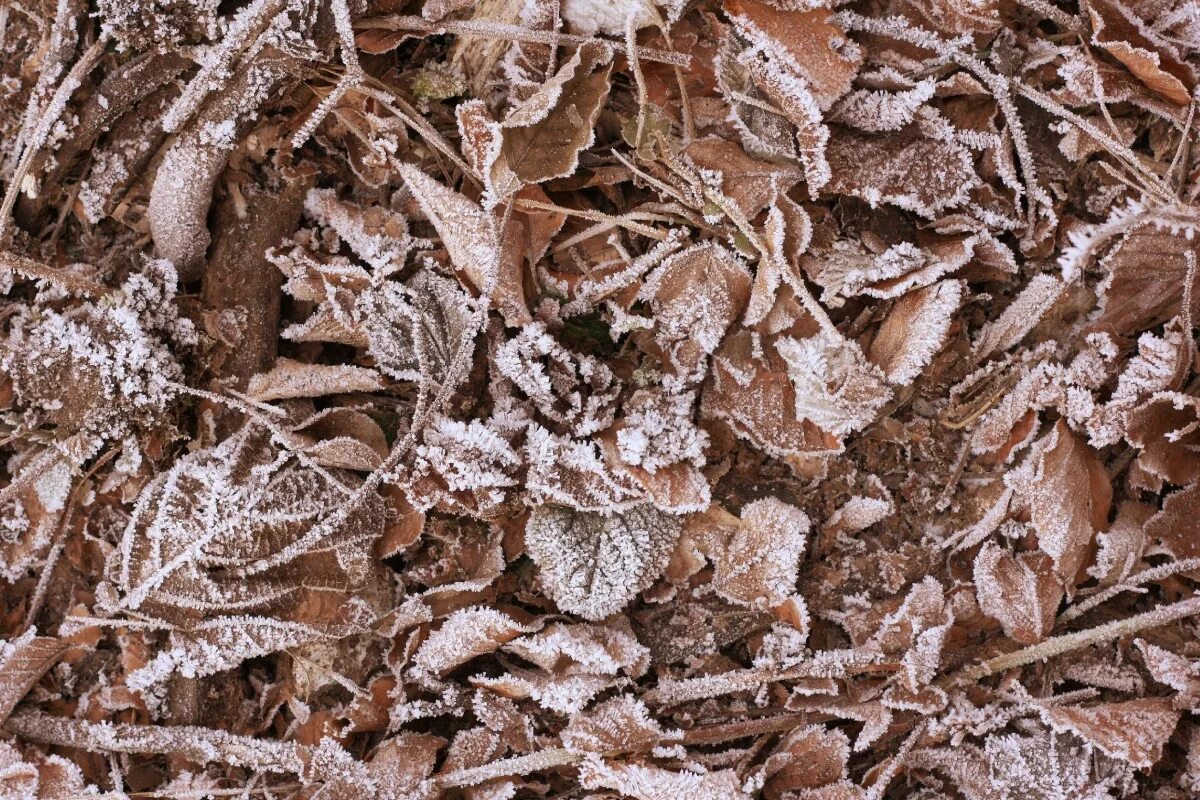 Frozen fallen. Зимующие вредители сада. Насекомые в коре дерева зимой. Гнезда боярышницы и златогузки. Насекомые зимуют.