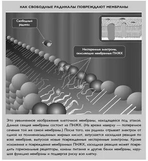 Повреждение клеток свободными радикалами
