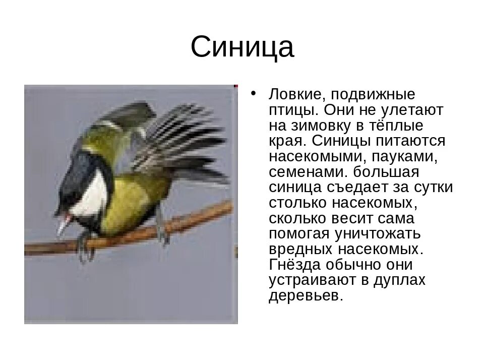 Улетает ли синица в теплые края. Синичка улетает на юг или нет. Чем питается синица. Милые синички. Синички зимой.