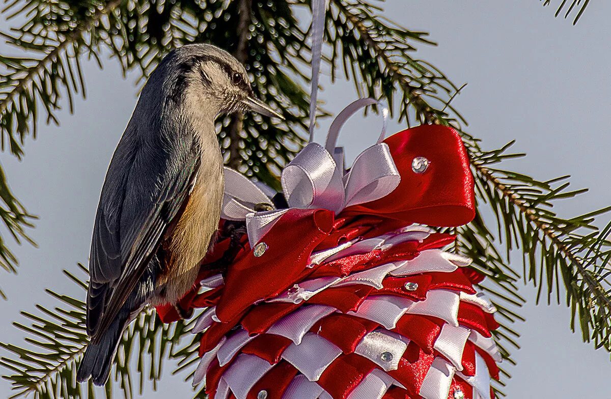 Птица живущая в елках. Елка птица. Птички на елку. Елка птица. Птичка на елке зимой.