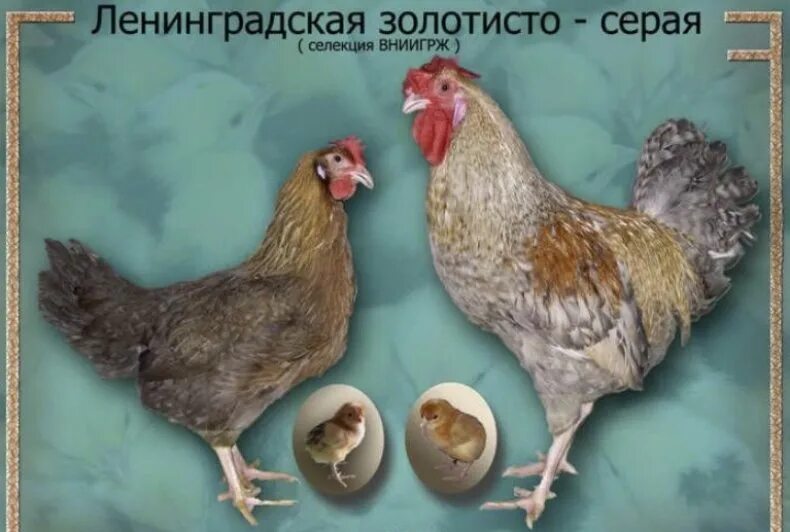 Как различить курочек от петушков
