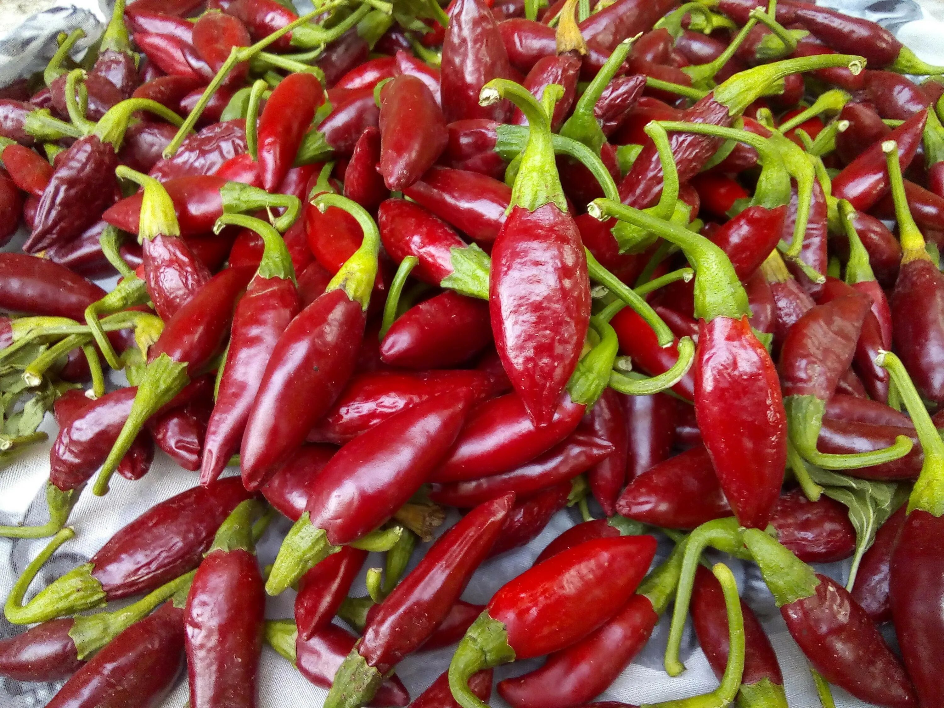 Перец сладкий грета f1. Перец сладкий адмирал f1. Перец петер пеппер. Перец ариадне. Перец адмирал нахимов f1.