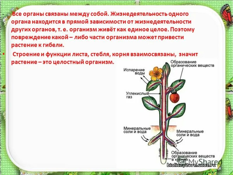 Растительный организм примеры. Растение целостный организм. Организм как единое целое 6 класс биология. Организм растения как единое целое. Растение как организм.