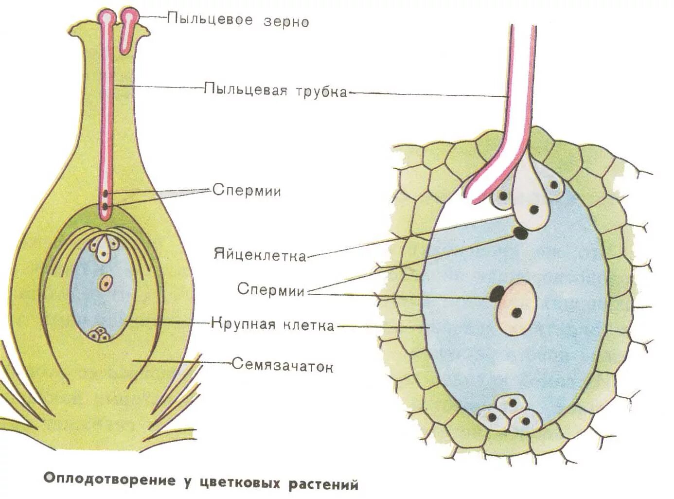 Мужские половые клетки цветковых. Схема двойного оплодотворения у покрытосеменных растений. Схема двойного оплодотворения у цветковых растений. Строение пестика и оплодотворение. Двойное оплодотворение у цветковых схема.