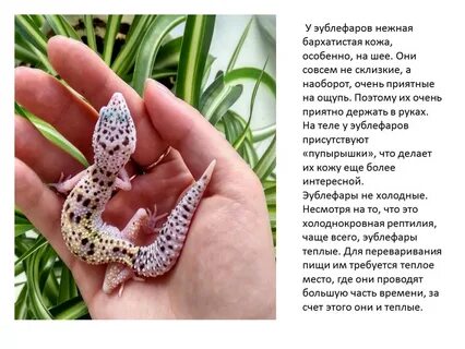 Имя для ящерицы девочки