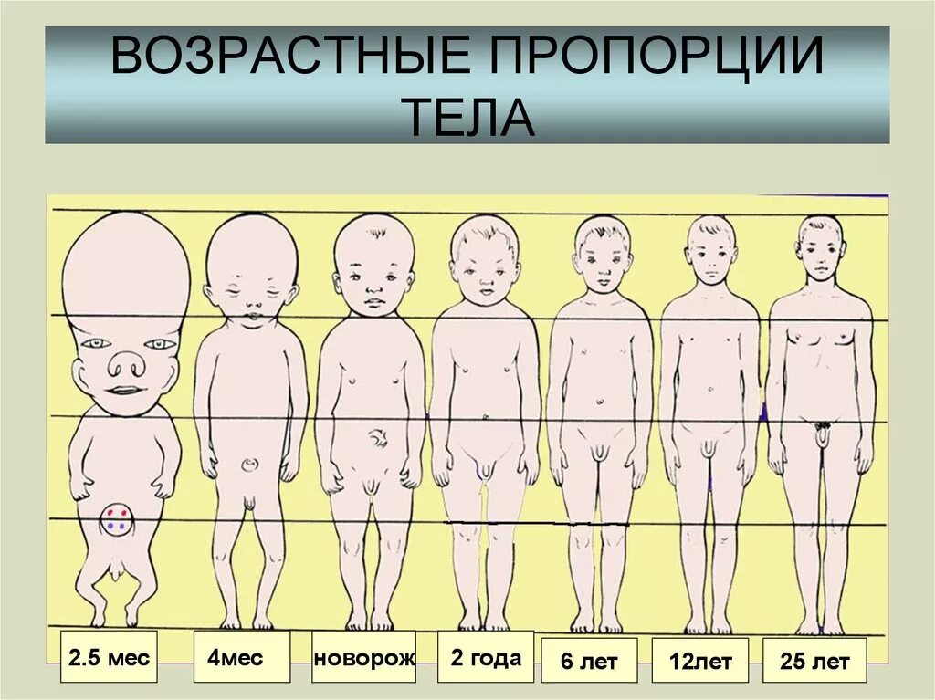 Возрастные пропорции тела. Пропорции детей разного возраста. Возрастные пропорции человека. Пропорции тела по возрасту. В каком возрасте начинают расти волосы