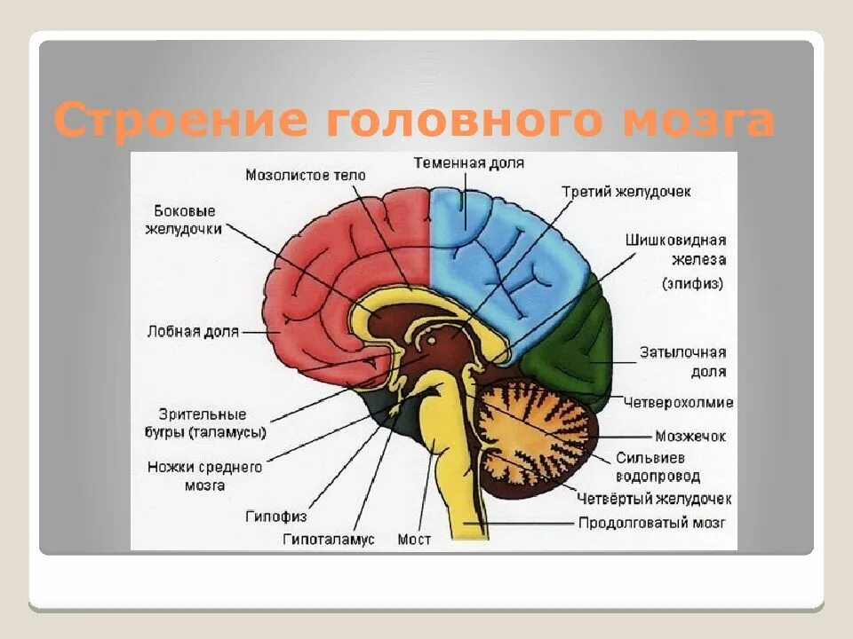 Структуры головного мозга биология 8 класс. Отделы головного мозга 8 класс биология. Строение головного мозга человека 8 класс биология. Функции отделов головного мозга нейропсихология.