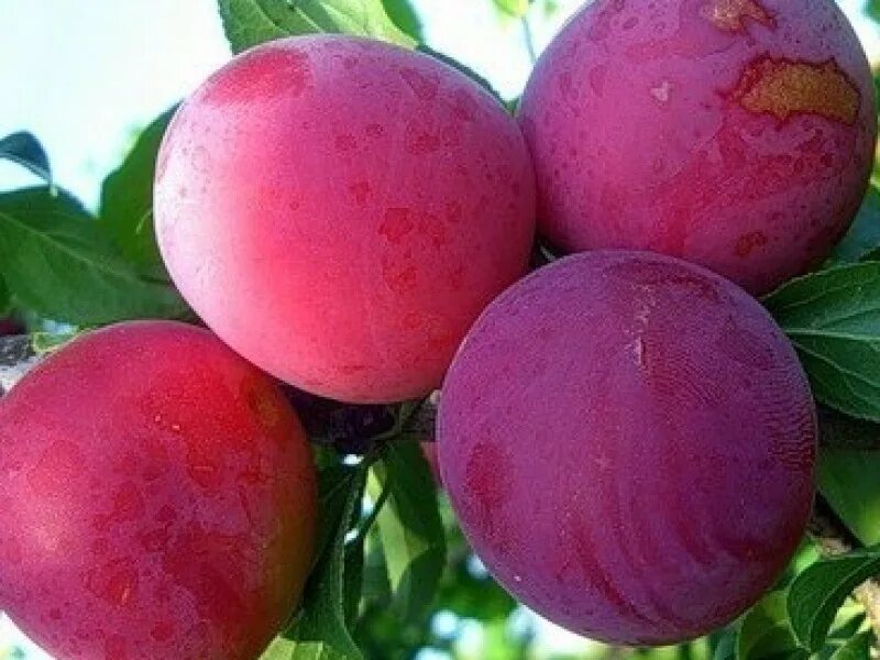 Как по другому называется слива. Самоопыляемые сорта слив жасмин. Слива венгерка. Слива венгерка белорусская. Дерево слива анжелино.