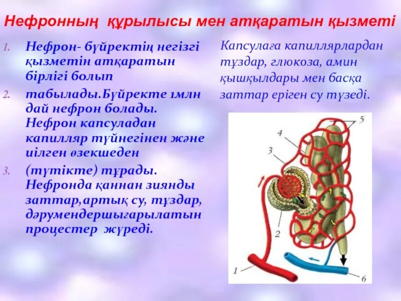 Нефрон капсуласы. Нефрон капсуласы. Боумен капсуласы. Нефрон капсуласы. Структура нефрона почки.