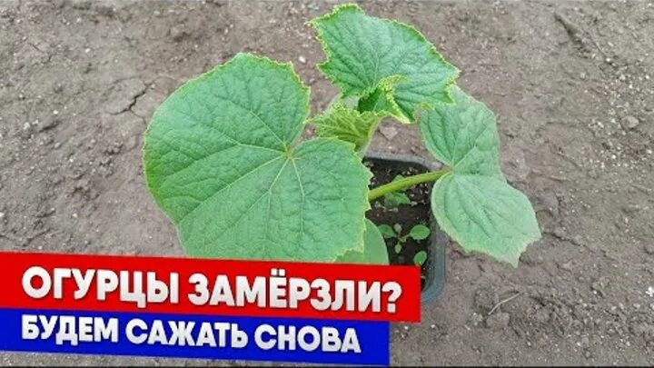Огурец с глазами. Огурцы замерзли. Замерзший огурец. Огурцы замерзли в теплице. Pickled cucumbers in a barrel.