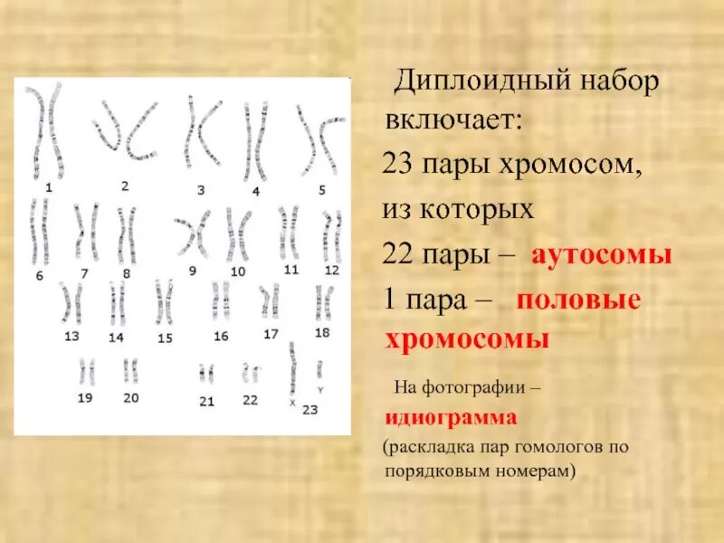 Сколько хромосом в диплоидном наборе человека