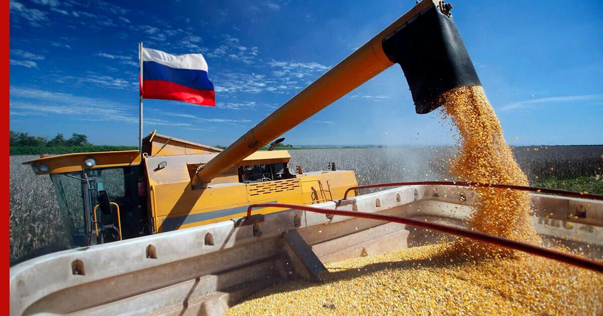 Российское зерно. Российское зерно. Импорт зерна. Экспорт сельскохозяйственной продукции. Экспорт пшеницы.