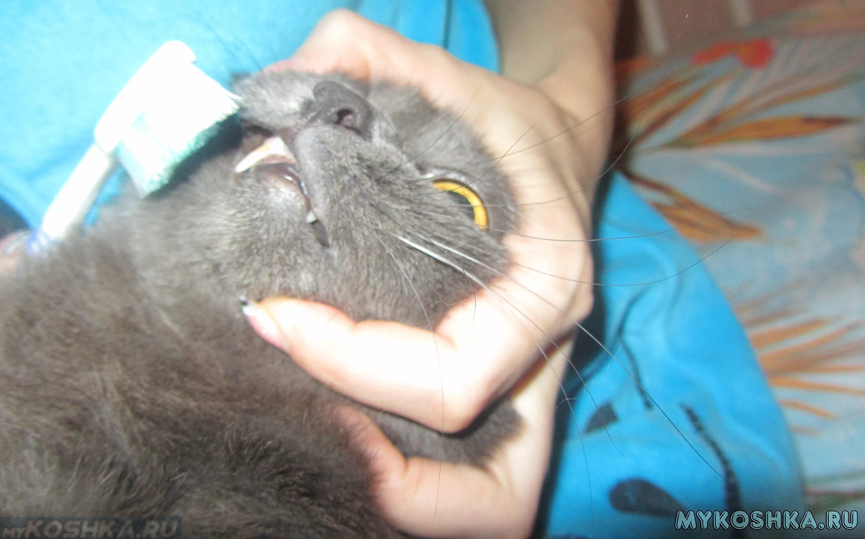 Кот шатается что делать. Кот шатается что делать