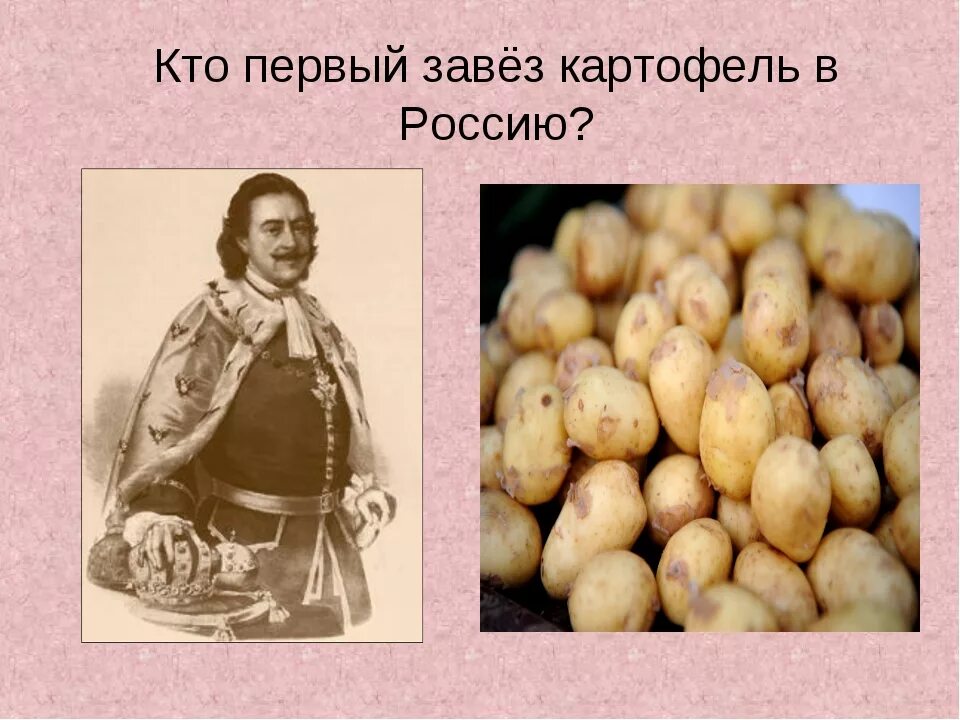 Когда завезли картофель в россию