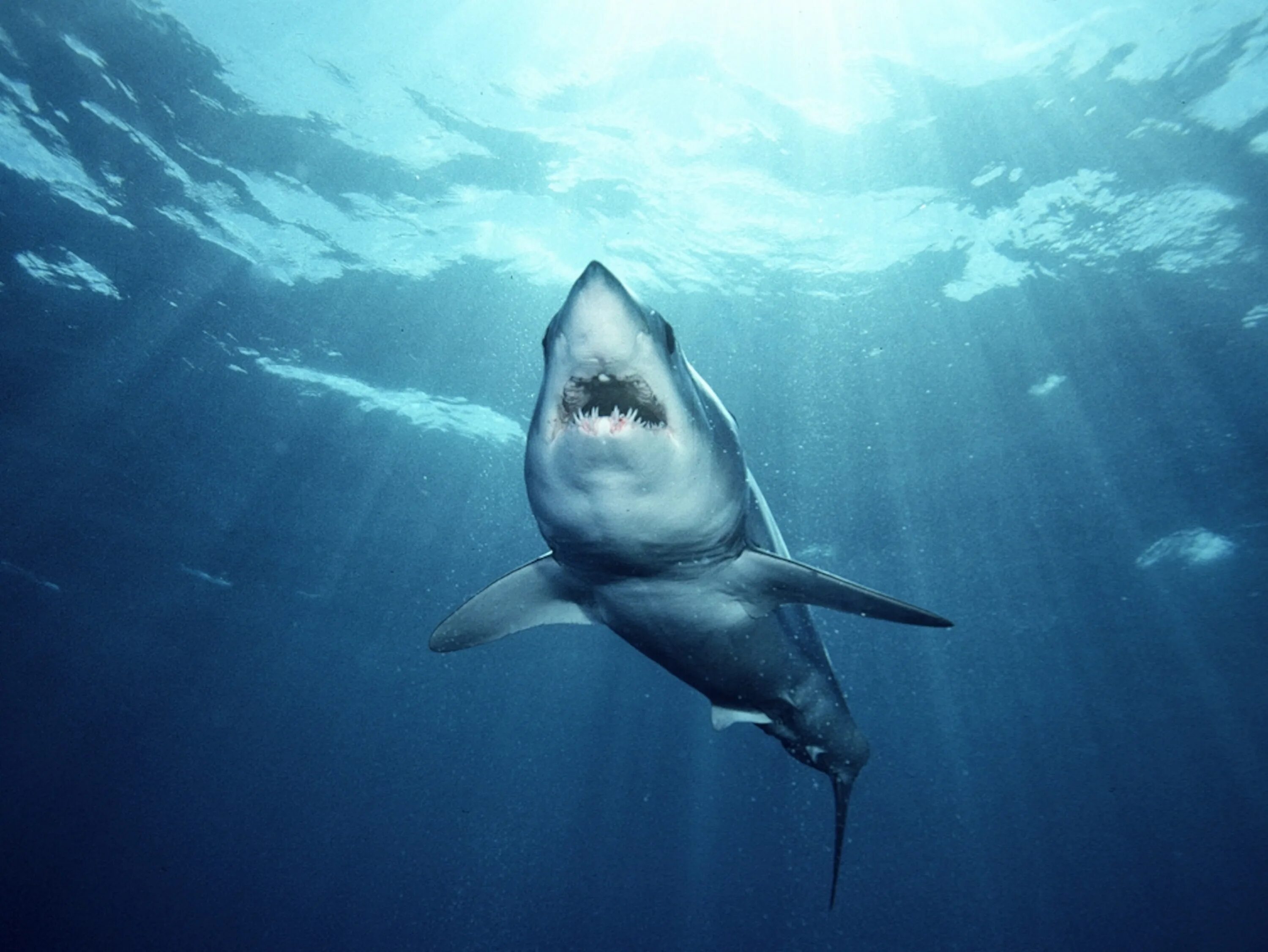 Акула вид снизу. Акула снизу фото. Shark in the Sea. Белая акула снизу фото.