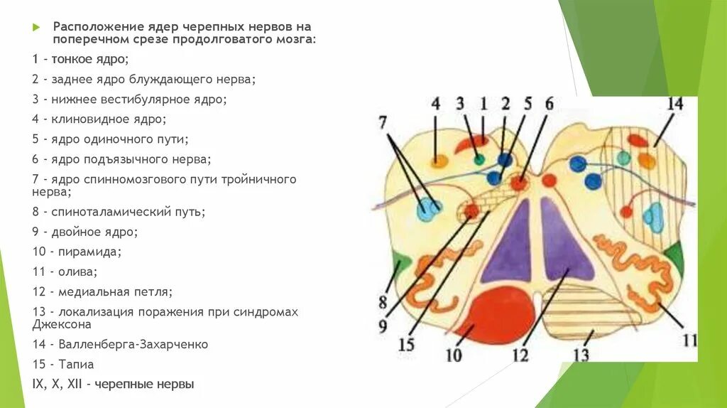 Ядра ЧМН В продолговатом мозге. Ядра черепных нервов продолговатого мозга. Ядра каких черепно-мозговых нервов расположены в продолговатом мозге. Расположение ядер черепных нервов. Какие ядра в черепных нервах