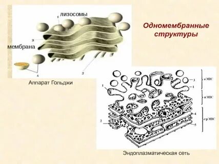 Одномембранная структура лизосома