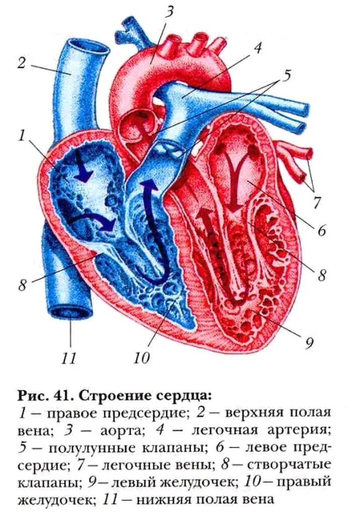 Биология 8 класс 60. Строение сердца учебник 8 класса биология. Учебник по биологии 8 класс строение сердца. Рис 60 строение сердца. Строение сердца биология 8 кл.