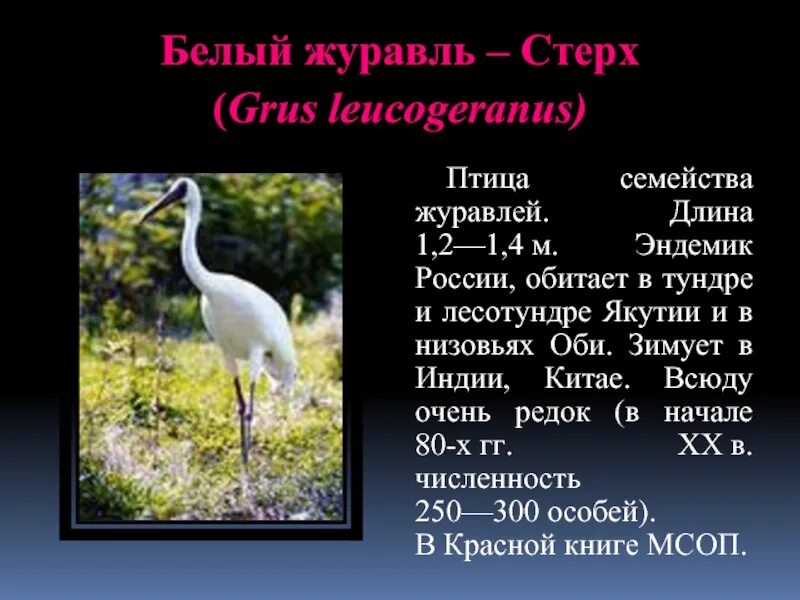 Как называется белый журавль. Белый журавль стерх красная книга. белый журавль стерх в тундре.