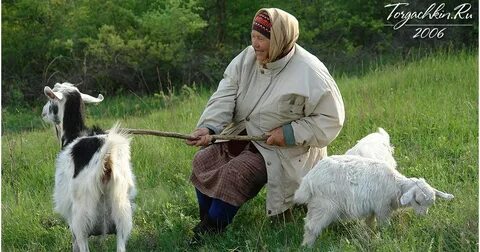 Пасу коз