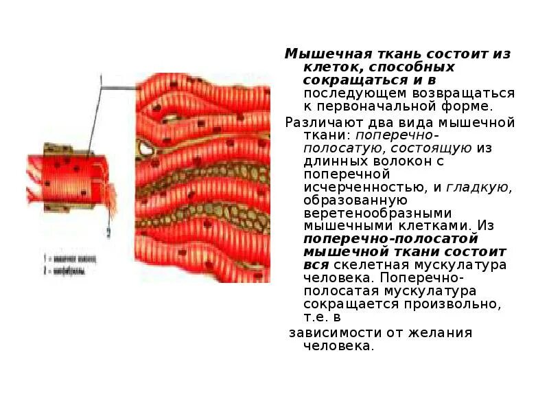 Состоят из многоядерных веретеновидных клеток. Мышечная ткань состоит из. Ткань состоящая из способных сокращаться многоядерных клеток. Ткань способная сокращаться многоядерные клетки. Клетки способны сокращаться какая ткань.