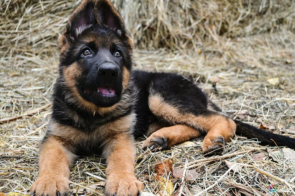 Длинношерстная немецкая овчарка - фото и щенки Описание породы Pet-Yes