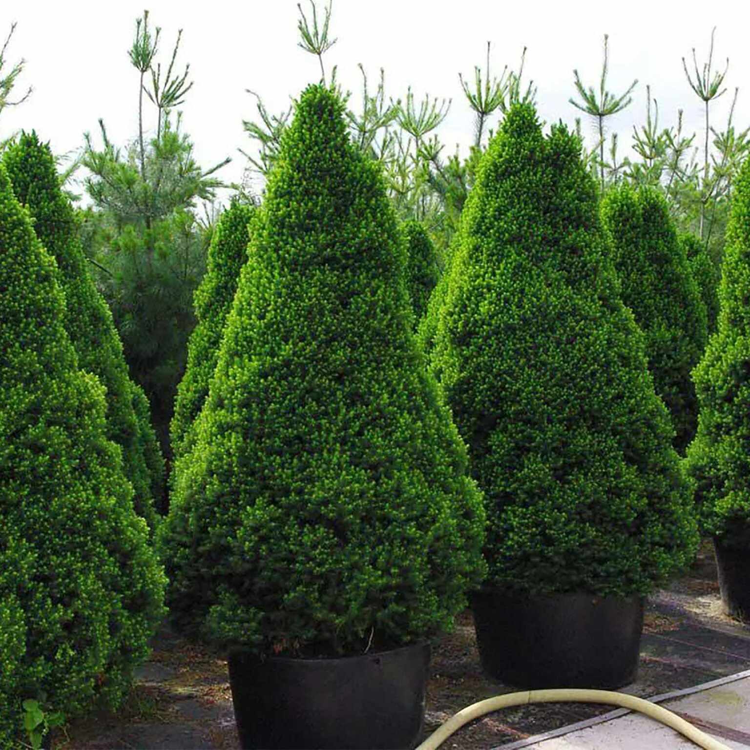 Канадская ель взрослая. Picea glauca rainbow s end. Канадская ель взрослая. Ель канадская conica (коника). Ель канадская conica.