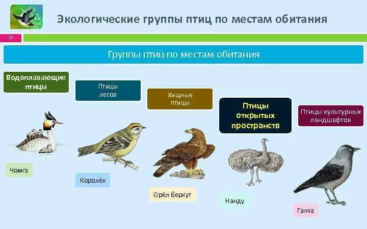 Экологические группы птиц. Экологические группы птиц по местам обитания. Экологические группы птиц птицы леса. Экологические группы птиц Хищные птицы.