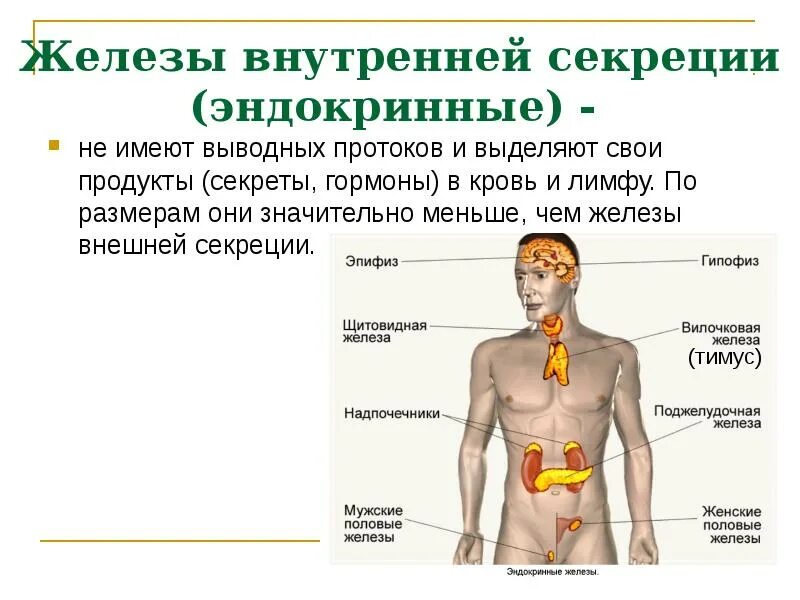 Как отличить железы