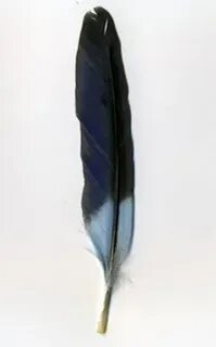 Перо грача