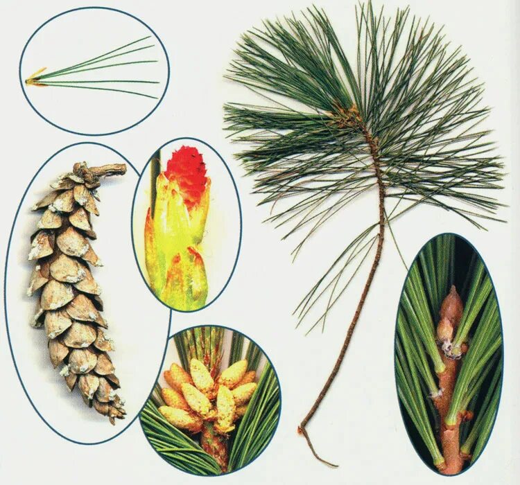 Сосна скрученная (pinus contorta "chief joseph"). Сосна алеппская. Сосна веймутова американская. Столб начальный. Сосны муррея карелия.