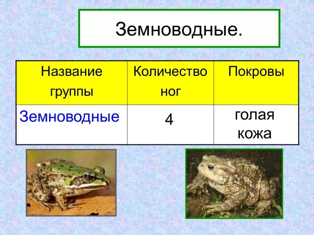 Земноводные покровы. Животные класса земноводные. Название земноводных. Группа земноводных животных