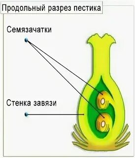 В семязачатках формируются