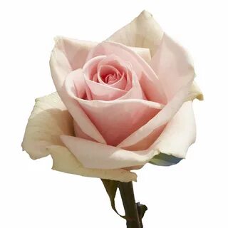 Di rose