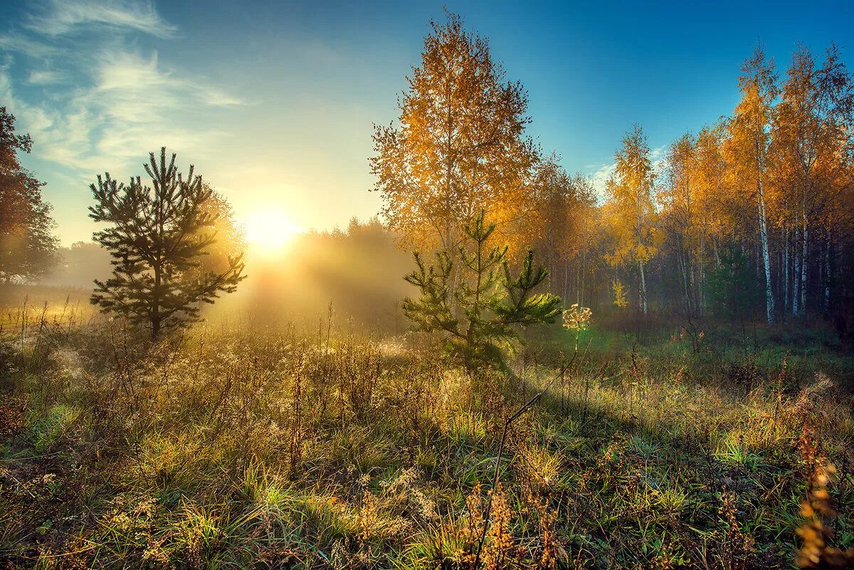 Осень красивое утро картинки. Осенний рассвет. Ранняя осень. Рассвет в осеннем лесу. "Солнце в лесу".