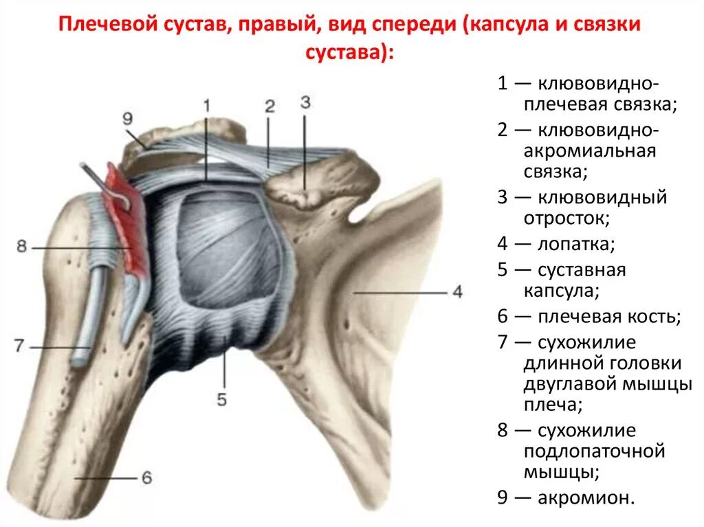 Анатомия плечевого сустава. Капсула плечевого сустава анатомия. Связки плечевого сустава анатомия. Строение правого плеча сзади. Labrum glenoidale анатомия.