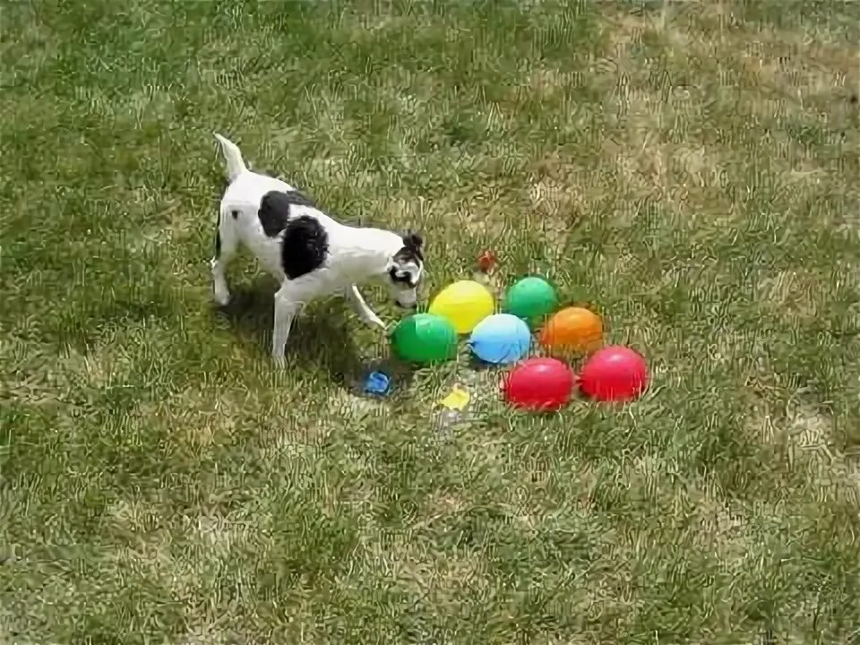 Шарик собачка. Собака лопает. Собака лопает. Шарик собака. Собака лопает.