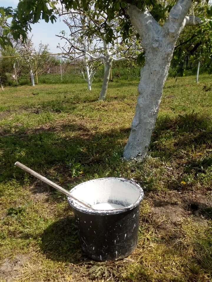 Побелка деревьев. Побелка деревьев на даче. Побеленные деревья в огороде. Побелка деревьев осенью известью. Нужно ли белить деревья